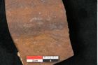 Foto (Detailansicht) von Fagus etheridgei Ettingshausen 1891 (NHMW-GEO-2024-0188-10371)